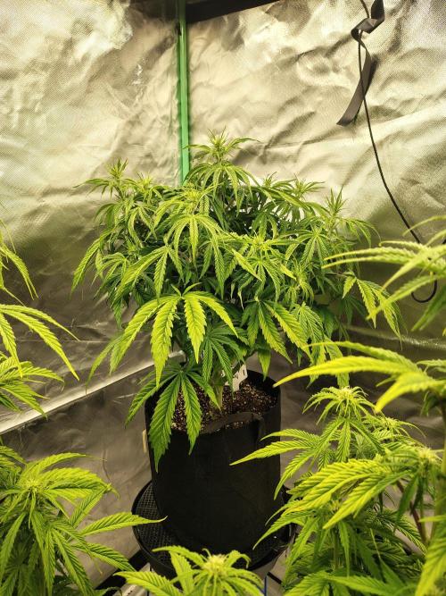 Sticky Broccoli. Week 5