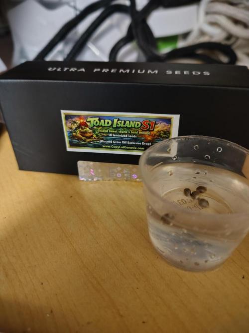Toad island S1. Week 0