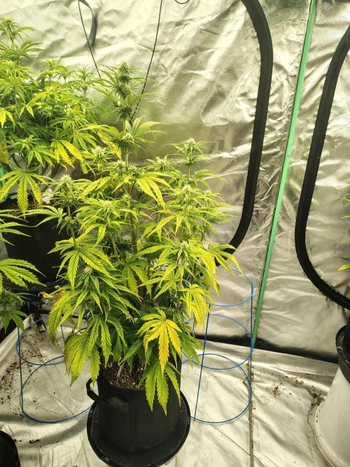 Goupy Banana. Week 5