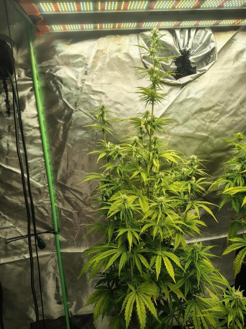 Goupy Banana. Week 5