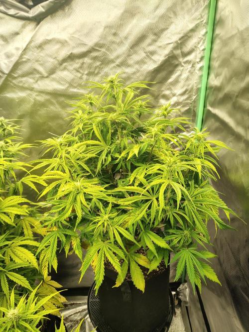 Sticky Broccoli. Week 5