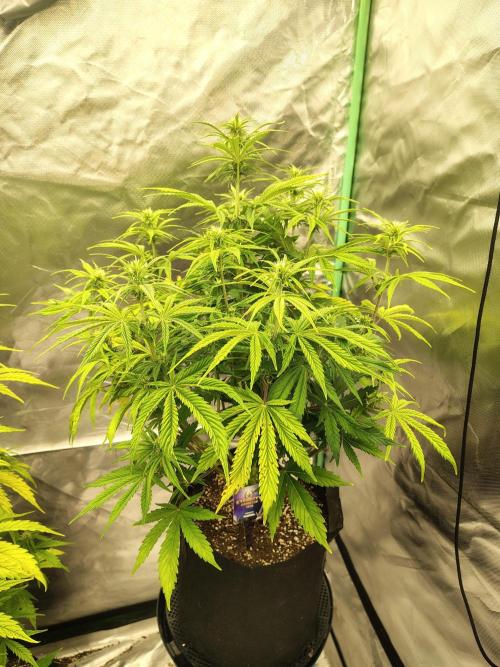 Sticky Broccoli. Week 6