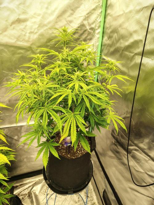 Sticky Broccoli. Week 6