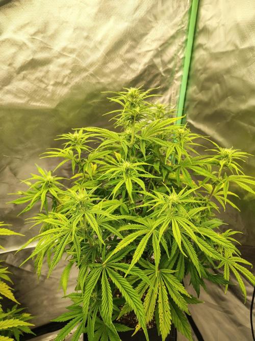 Sticky Broccoli. Week 6