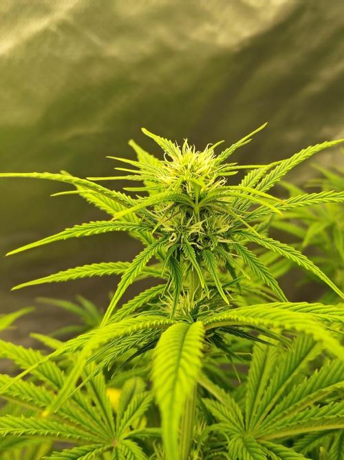 Sticky Broccoli. Week 6