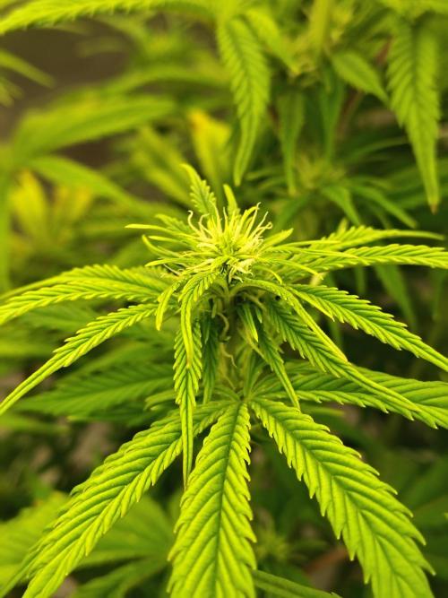 Sticky Broccoli. Week 6