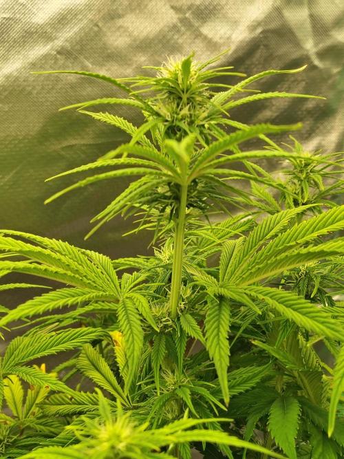 Sticky Broccoli. Week 6