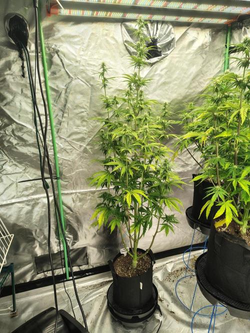 Goupy Banana. Week 6