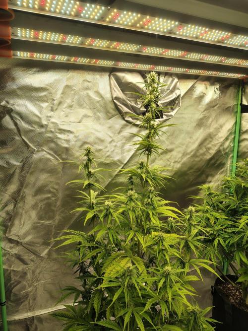 Goupy Banana. Week 6