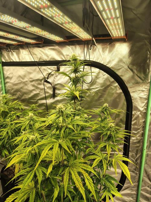 Goupy Banana. Week 6