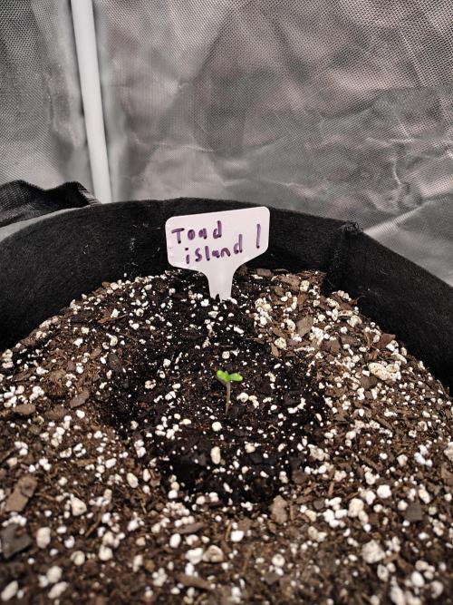 Toad island S1. Week 1