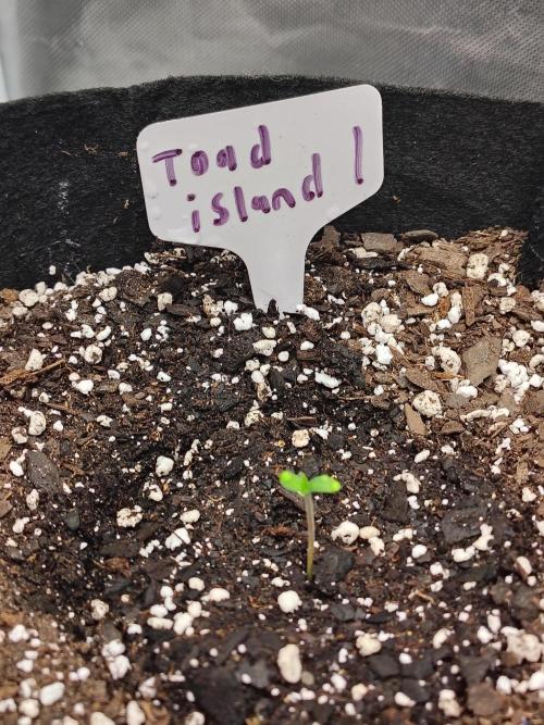 Toad island S1. Week 1