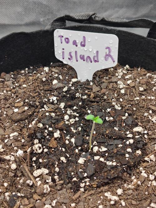 Toad island S1. Week 1