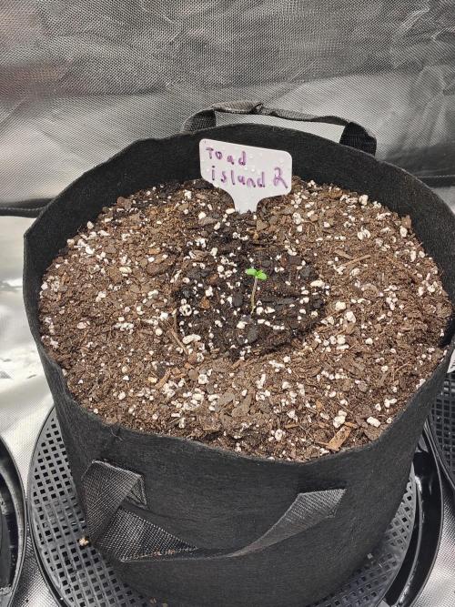 Toad island S1. Week 1
