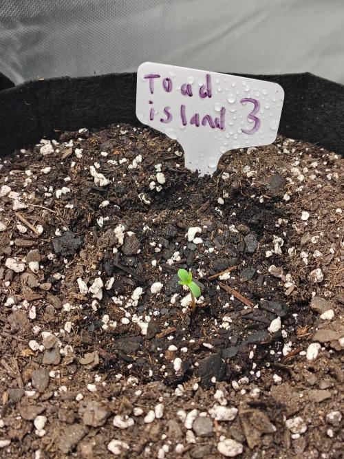 Toad island S1. Week 1