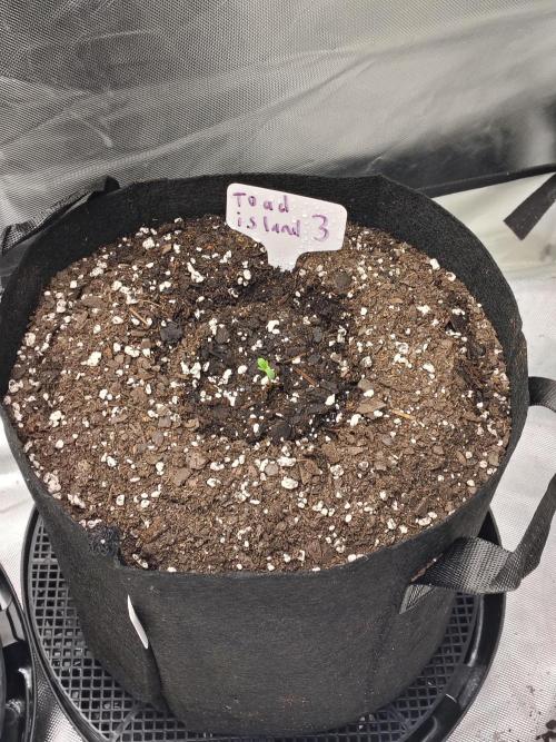 Toad island S1. Week 1