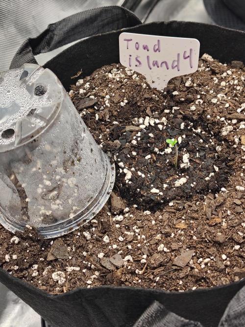 Toad island S1. Week 1