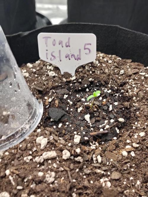 Toad island S1. Week 1