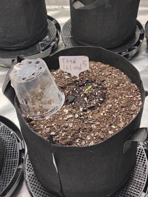Toad island S1. Week 1