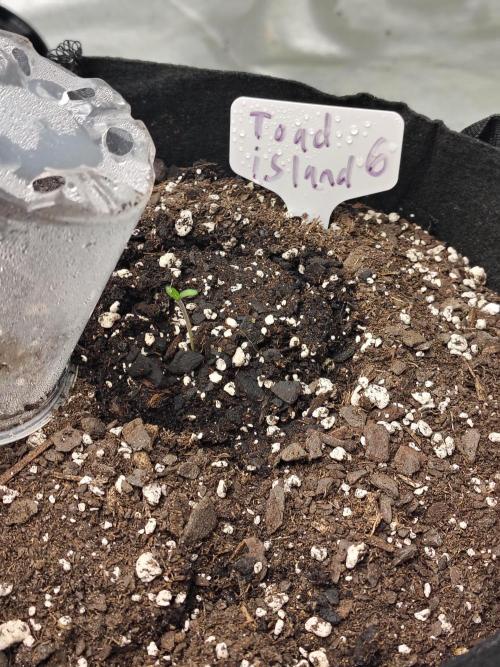 Toad island S1. Week 1