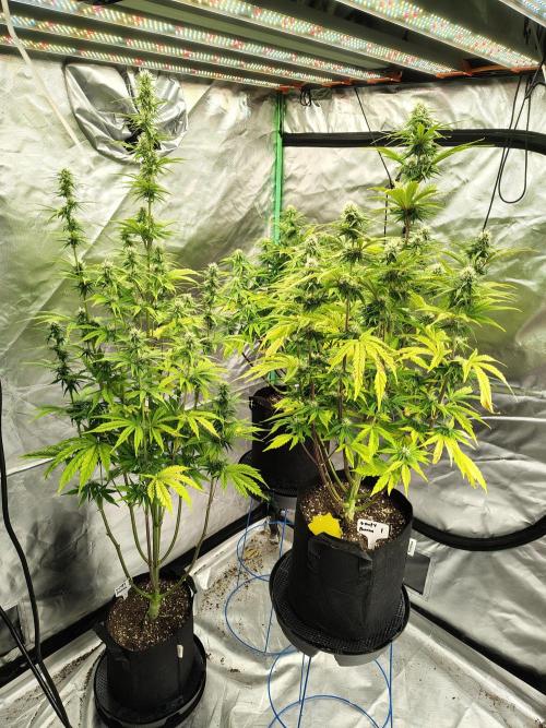Goupy Banana. Week 7