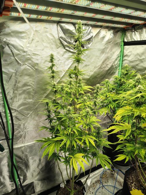 Goupy Banana. Week 7