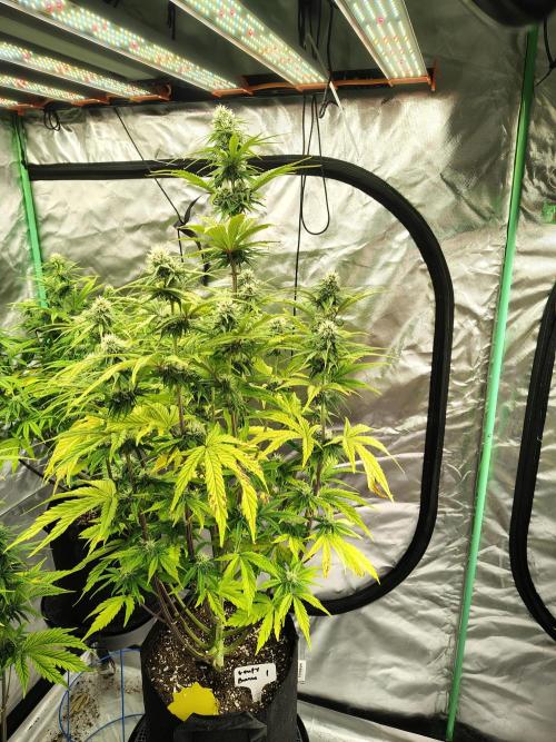 Goupy Banana. Week 7