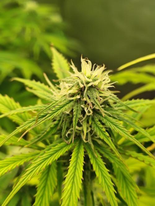 Goupy Banana. Week 7