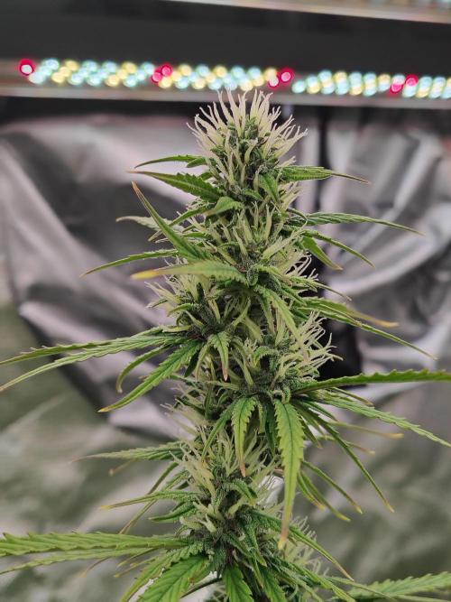 Goupy Banana Auto. Week 7