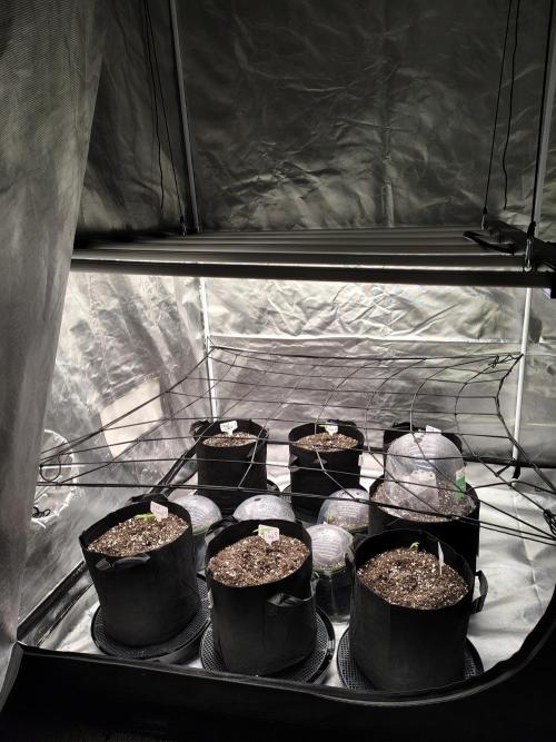 Toad island S1. Week 1