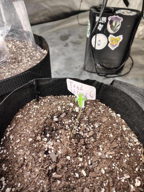 Toad island S1. Week 1