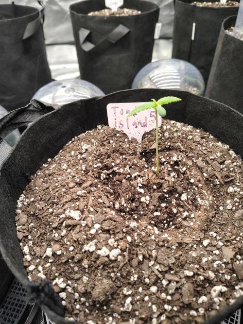 Toad island S1. Week 1