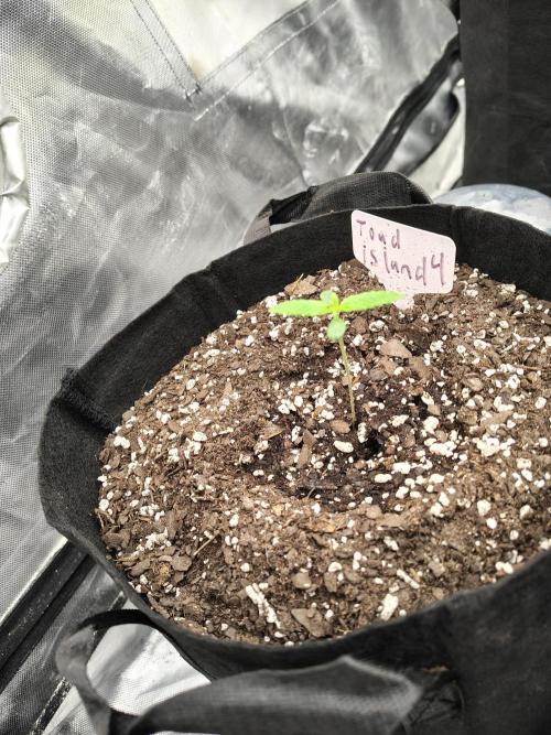 Toad island S1. Week 1