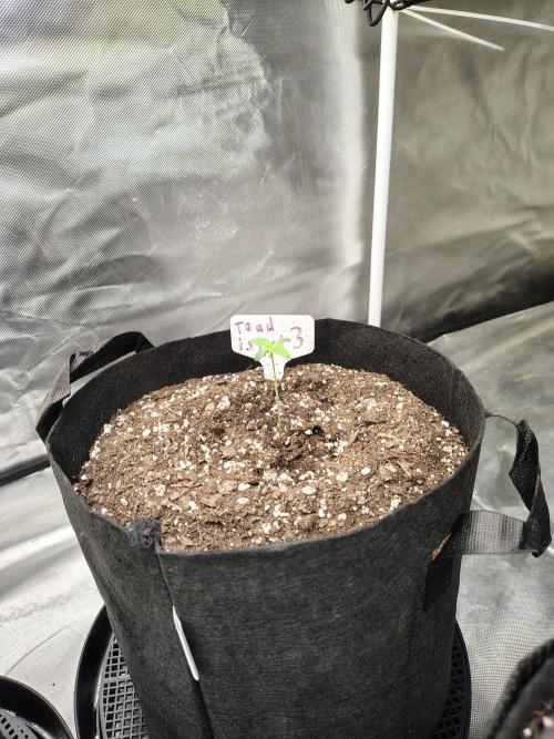 Toad island S1. Week 1