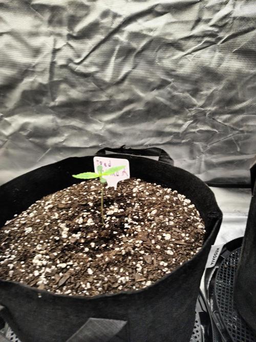 Toad island S1. Week 1