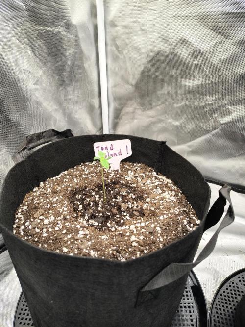Toad island S1. Week 1