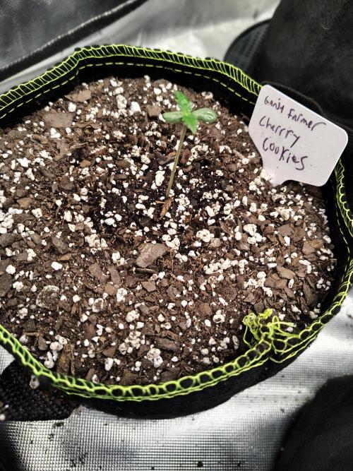 Cherry Cookies Auto. Week 1