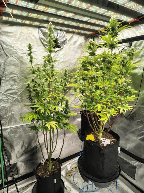 Goupy Banana. Week 7