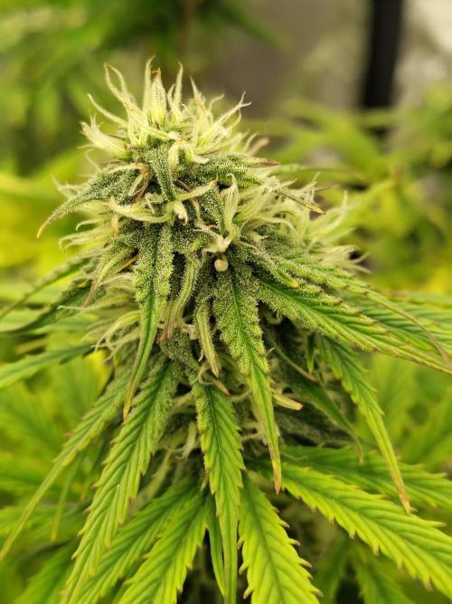 Goupy Banana. Week 7