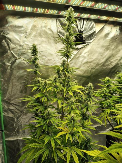 Goupy Banana Auto. Week 7