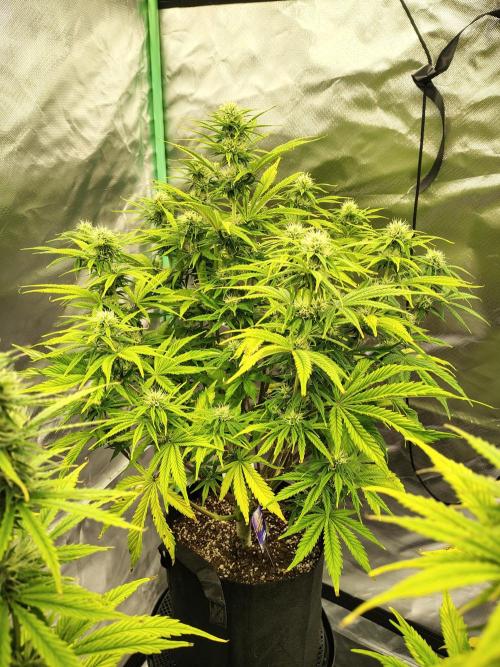 Sticky Broccoli. Week 7