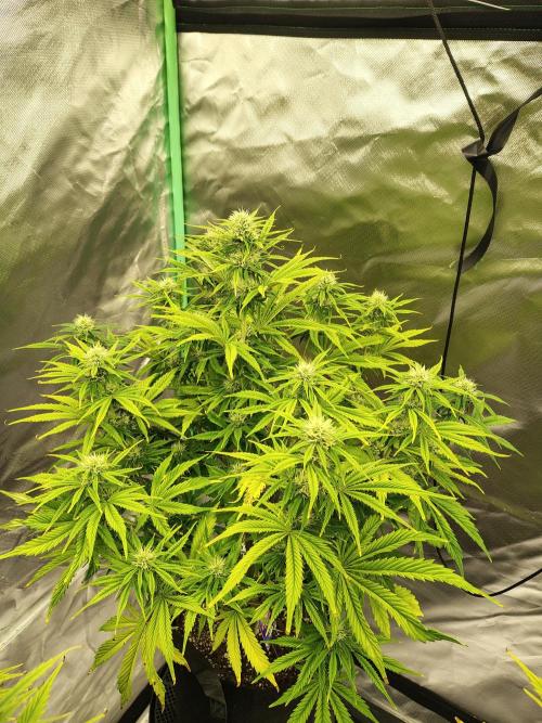 Sticky Broccoli. Week 7