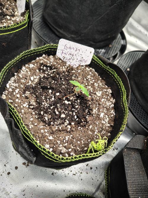 Cherry Cookies Auto. Week 1