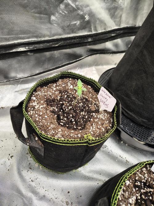 Cherry Cookies Auto. Week 1