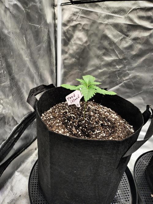 Toad island S1. Week 2