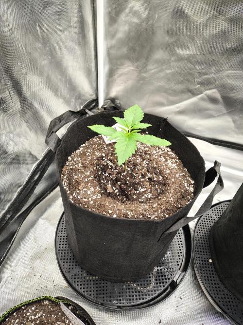 Toad island S1. Week 2