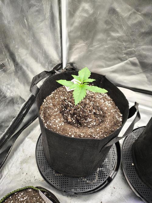 Toad island S1. Week 2