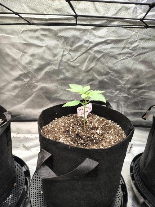 Toad island S1. Week 2