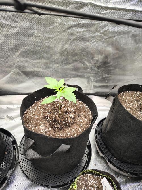 Toad island S1. Week 2