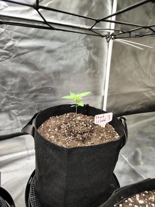 Toad island S1. Week 2